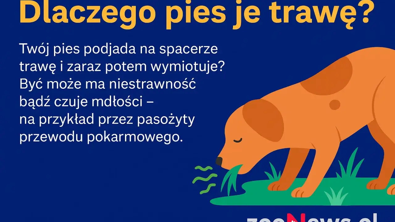 Pies je trawę, bo może mieć niestrawność lub mdłości, np. przez pasożyty. Dowiedz się, dlaczego pies je trawę.