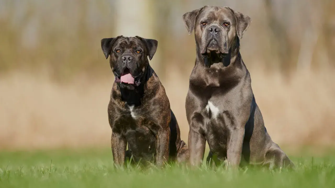 Dwa potężne psy rasy cane corso siedzą na trawie, jeden w pręgowanym umaszczeniu, drugi w odcieniu szarości.