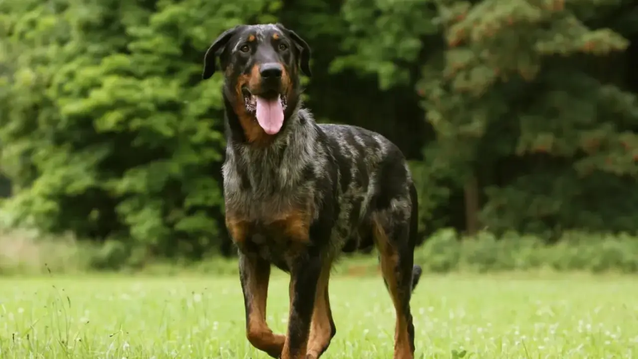 Piękny owczarek francuski beauceron z merle umaszczeniem, z językiem na wierzchu, biegnie po zielonej łące.