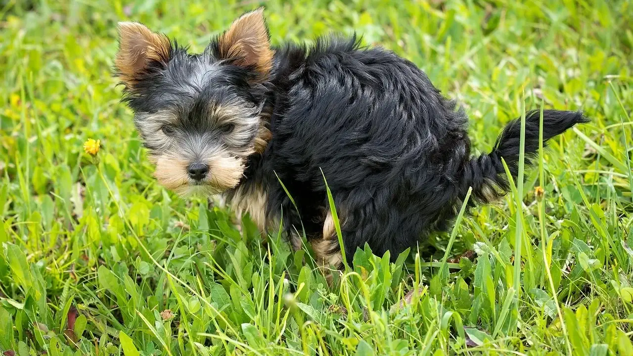 Mały, czarny piesek Yorkshire Terrier w trawie robi czarną kupę.