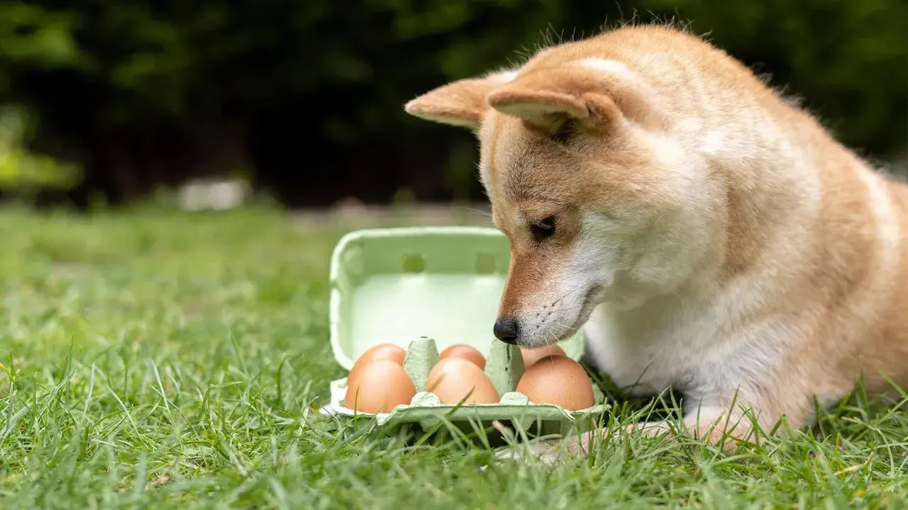 Shiba Inu z zaciekawieniem wpatruje się w wytłaczankę z jajkami na trawie. Czy pies może jeść jajko? To pytanie nurtuje wielu właścicieli czworonogów.