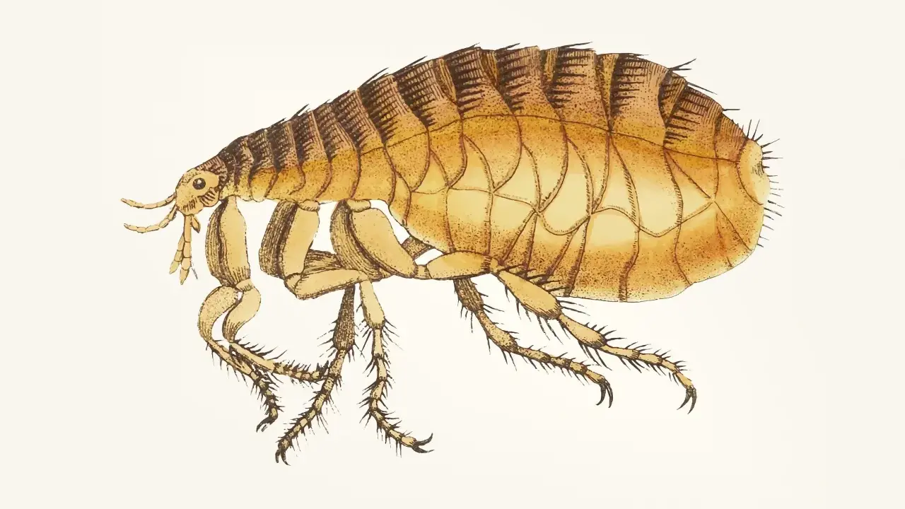 Ilustracja pchły. Czy pchły z psa mogą przejść na człowieka? Tak, pchły psie mogą przenosić się na ludzi, szukając pożywienia.