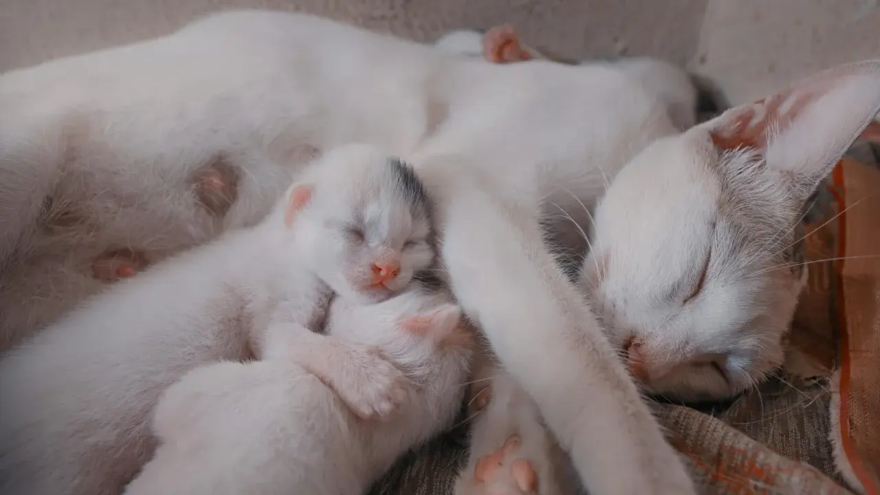 Śpiąca mama kotka z kilkoma maleńkimi, białymi kociętami. Widać, ile koty są w ciąży, gdy troskliwie otula swoje potomstwo.