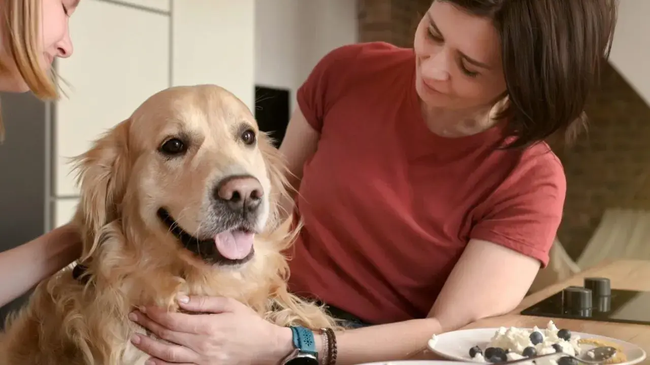 Zastanawiasz się, czy pies może jeść twaróg? Ten złoty retriever wygląda na zadowolonego, gdy dwie kobiety go głaszczą.