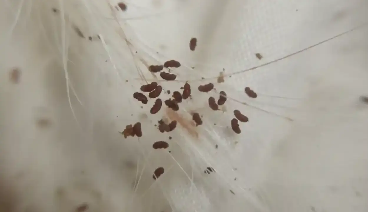 Makro zbliżenie pokazuje, jak wyglądają pchły na białych włosach. Małe, ciemnobrązowe owady przyczepione do sierści.