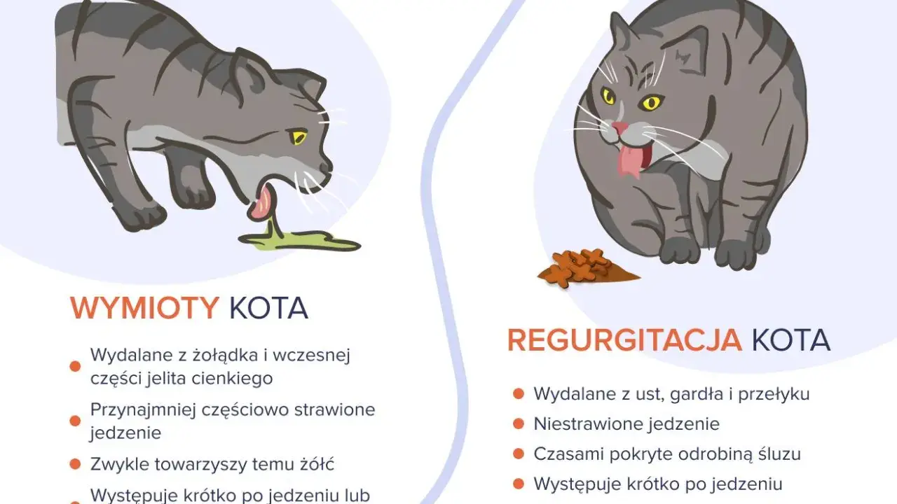 Ilustracja pokazuje dwa koty. Po lewej kot wymiotuje, wydalając niestrawione jedzenie z żołądka. Po prawej kot ma regurgitację, wydalając jedzenie z gardła.