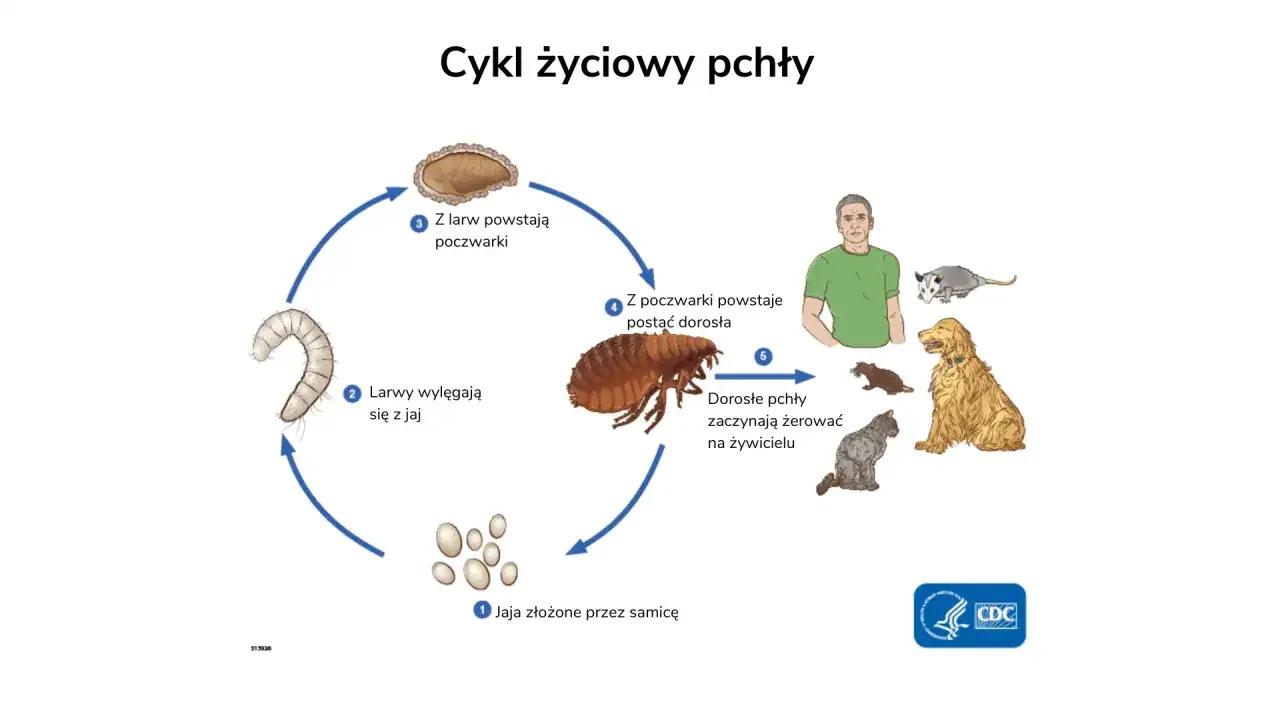 Cykl życiowy pchły: jaja, larwy, poczwarki, dorosłe pchły żerujące na ludziach i zwierzętach. Tak skąd się biorą pchły.