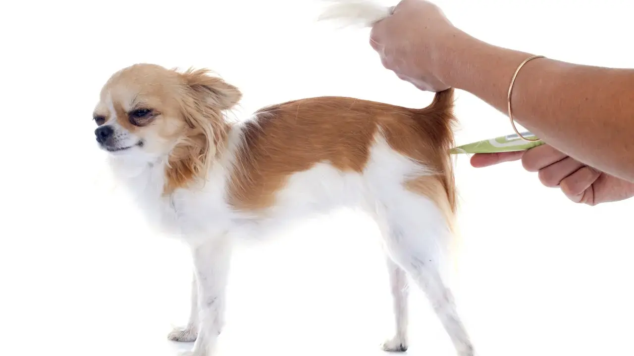 Chihuahua z podniesionym ogonem, któremu mierzy się temperaturę. Objawy gorączki u psa mogą być różne, dlatego warto regularnie sprawdzać jego samopoczucie.