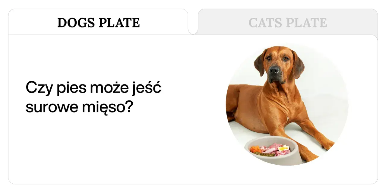 Pies rasy Rhodesian Ridgeback leży obok miski z surowym mięsem, warzywami i jajkiem. Czy pies może jeść surowe mięso?