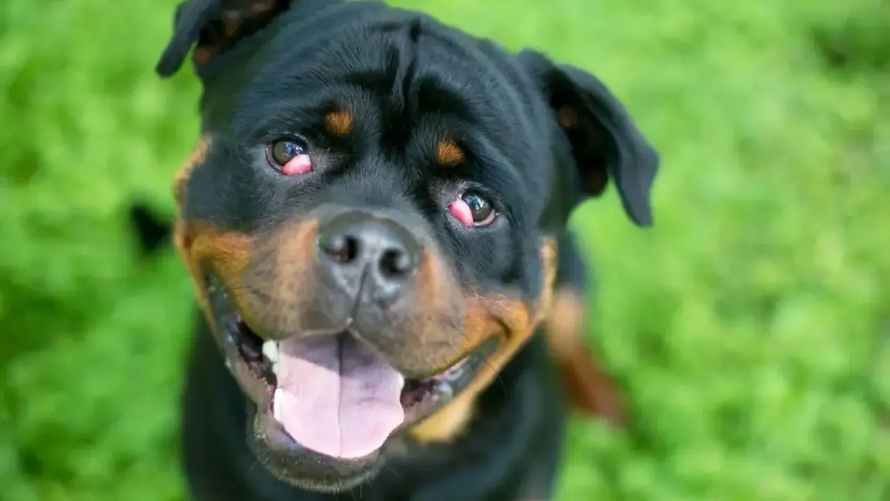 Uśmiechnięty rottweiler z widoczną trzecią powieką u psa, siedzący na zielonej trawie.