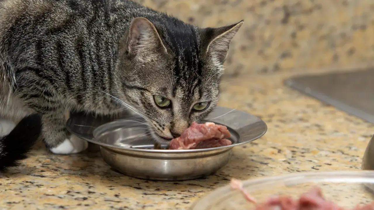 Kot zjada surowe mięso z miseczki. Czy kot może jeść surowe mięso? Tak, koty są mięsożercami i ich dieta powinna opierać się na mięsie.