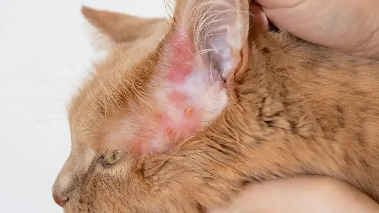 Pomarańczowy kot z zaczerwienioną skórą wokół ucha, objawy świerzbu usznego u kota.