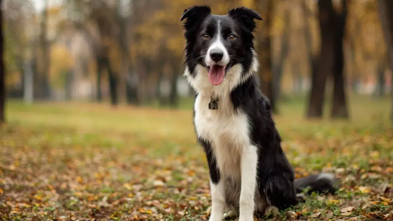 Uśmiechnięty border collie siedzi na jesiennym tle, otoczony opadłymi liśćmi.