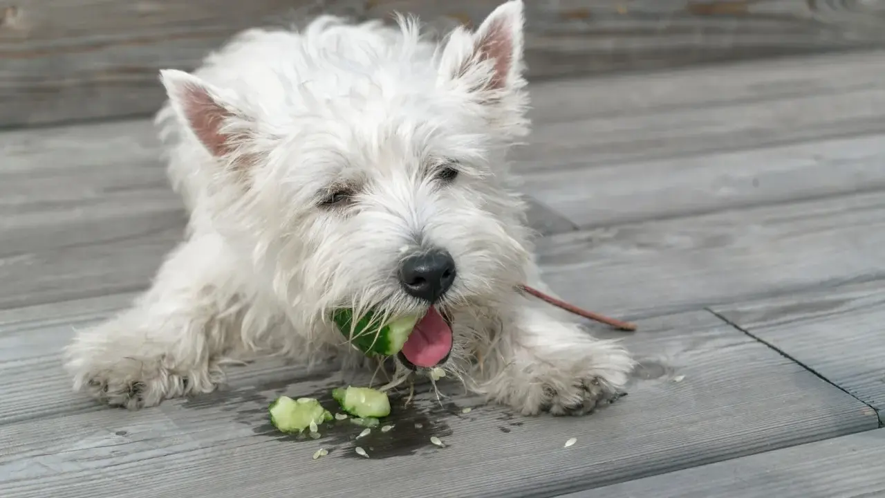 Biały piesek west highland white terrier gryzie ogórka, sprawdzając, czy pies może jeść ogórki. Wokół leżą kawałki warzywa.