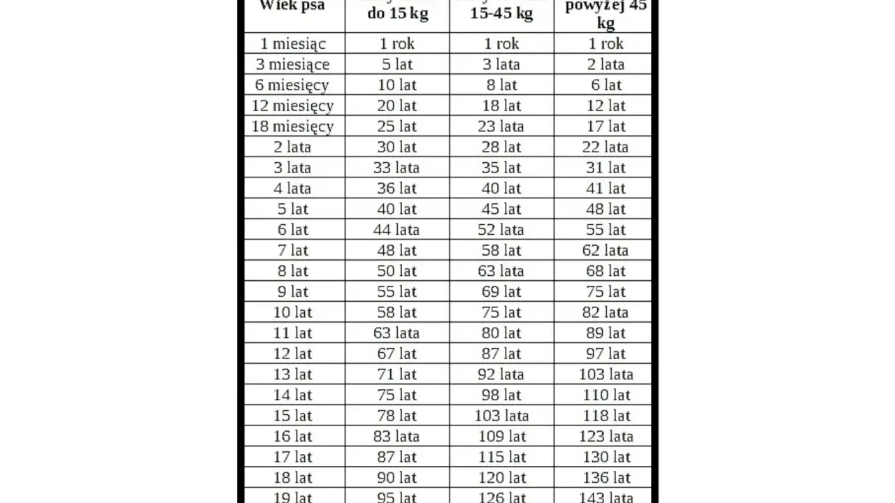 Tabela porównująca psie lata na ludzkie dla ras małych, średnich i dużych.