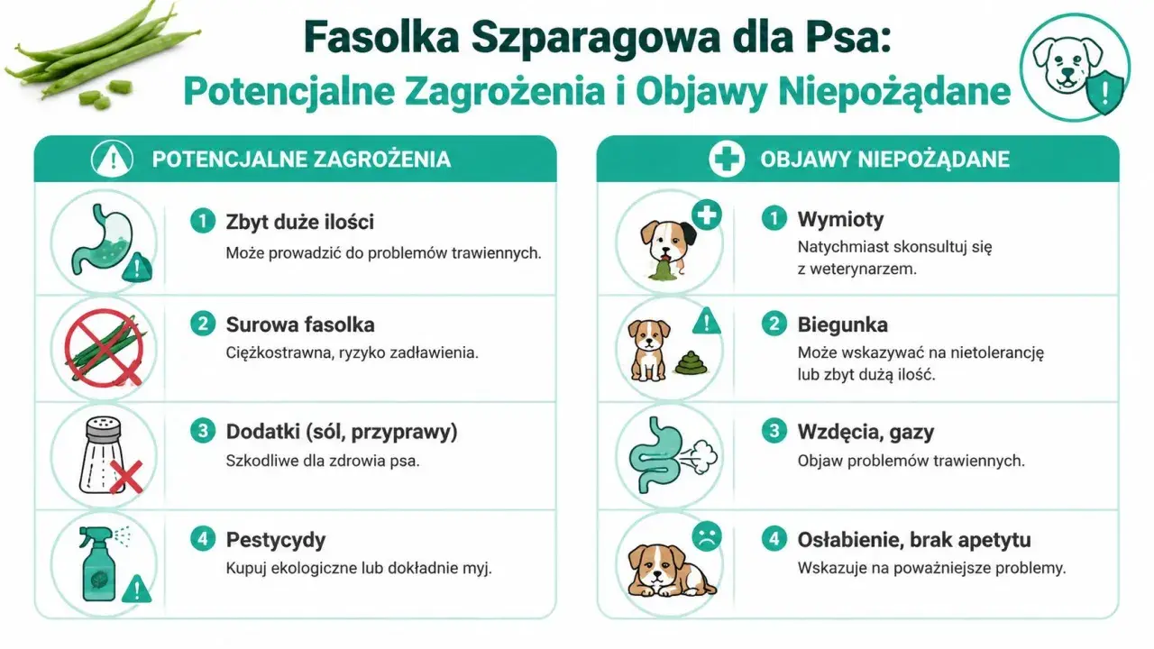 Czy pies może jeść fasolkę szparagową? Infografika ostrzega przed zagrożeniami: zbyt dużą ilością, surową fasolką, dodatkami i pestycydami. Objawy niepożądane to wymioty, biegunka, gazy i osłabienie.