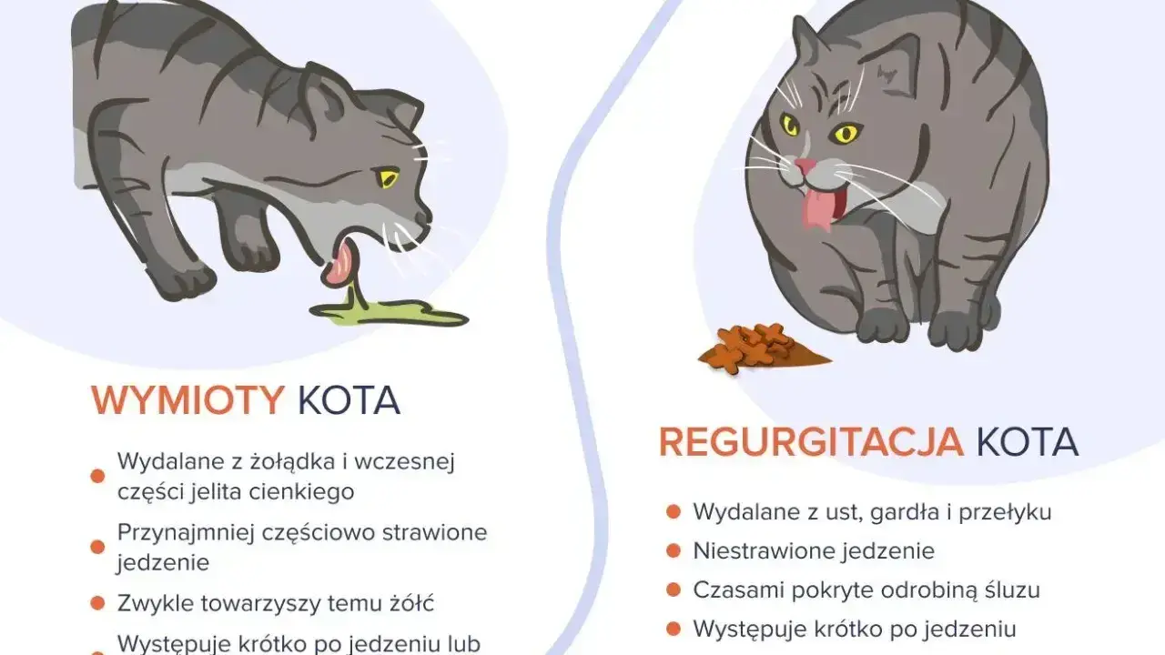 Ilustracja pokazuje dwa koty: jeden wymiotuje, drugi zwraca niestrawione jedzenie. Objawy zatrucia u kota mogą być różne.