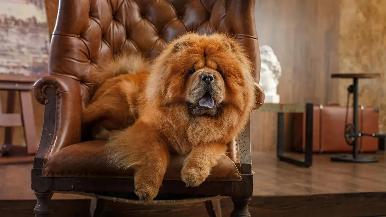 Puszysty chow chow waga idealna do przytulania, wyleguje się na skórzanym fotelu.
