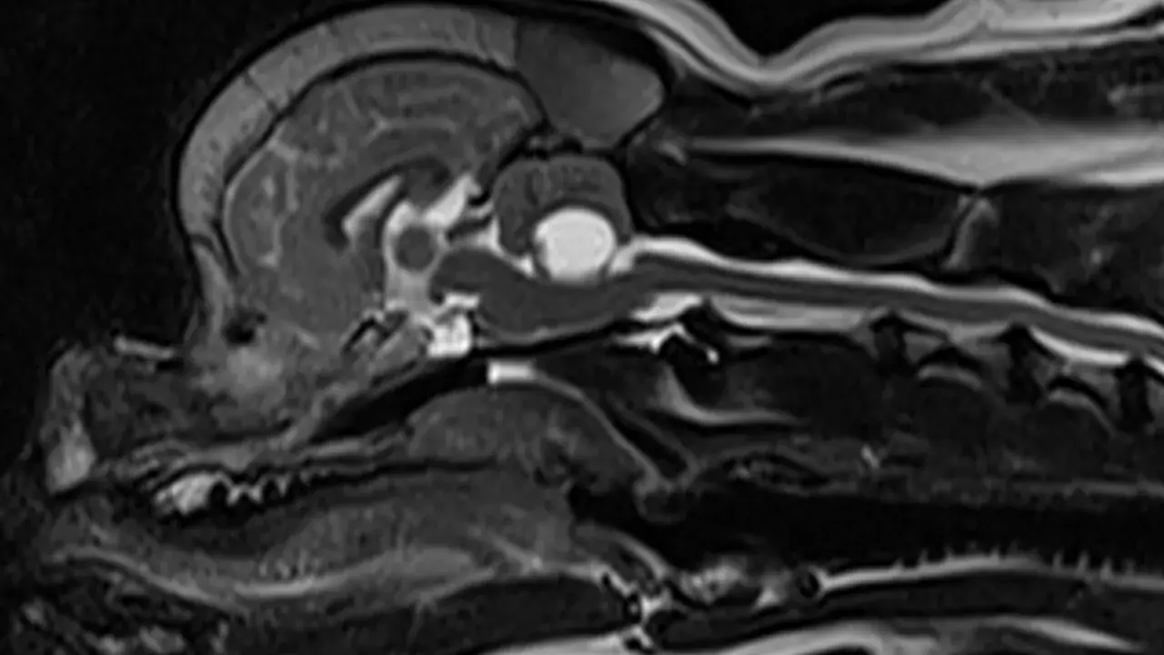Przekrój MRI głowy i kręgosłupa psa, uwidaczniający jamistość rdzenia kręgowego.