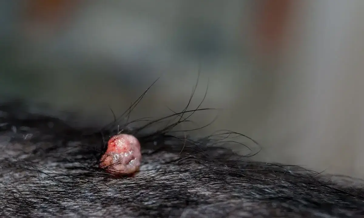 Widoczna brodawka u psa, różowa i lekko zaczerwieniona, otoczona ciemną sierścią.