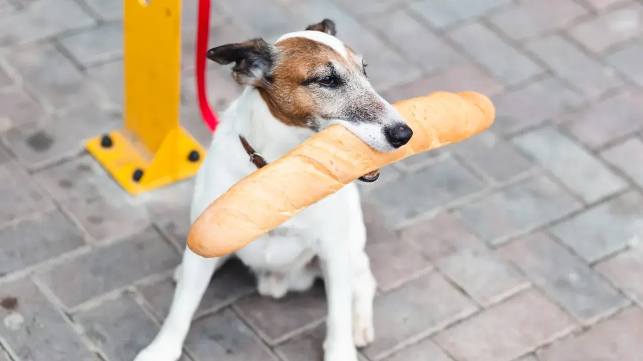 Piesek z bagietką w pysku. Czy pies może jeść chleb? Ten psiak chyba wie!