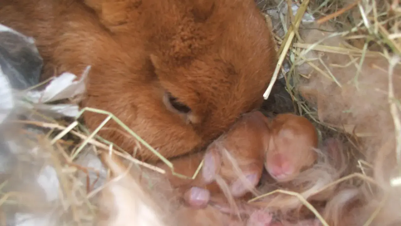 Matka królik czuwa nad swoimi noworodkami. Choć nie ma dowodów na ciążę urojoną u królika, jej instynkt macierzyński jest silny.