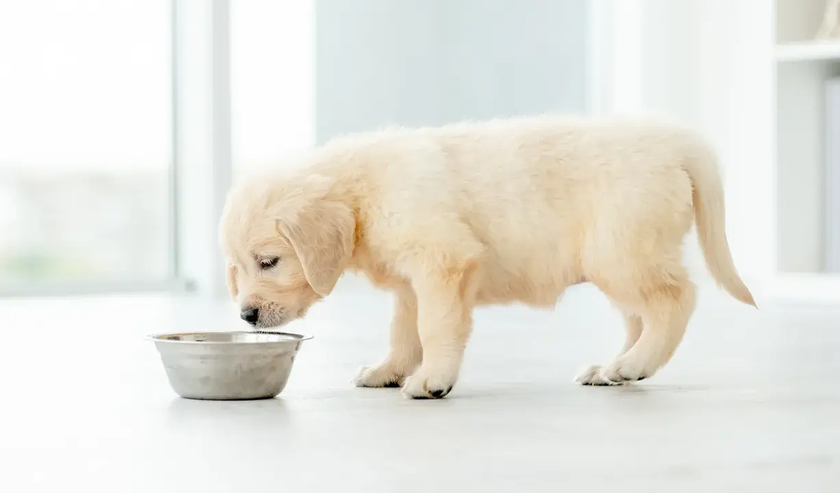 Uroczy szczeniak golden retrievera z zaciekawieniem wącha miskę, ale ewidentnie nie chce jeść.