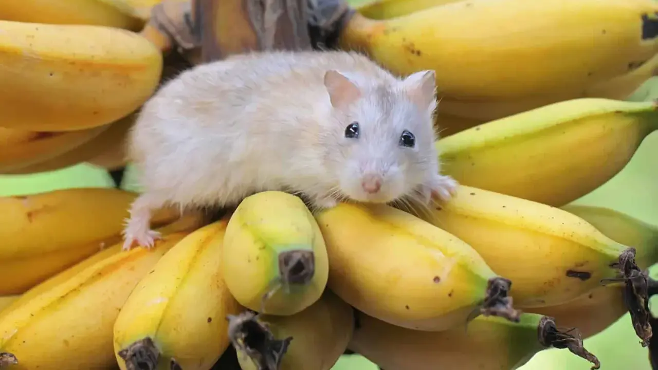 Mały chomik na kiści bananów. Czy chomiki mogą jeść banany? Ten słodziak wygląda, jakby chciał się przekonać!
