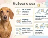 Grafika informuje o nużycy u psa, przedstawiając objawy, przyczyny, diagnostykę i leczenie. Widoczny jest piesek rasy jamnik.