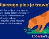 Pies je trawę, bo może mieć niestrawność lub mdłości, np. przez pasożyty. Dowiedz się, dlaczego pies je trawę.