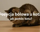 Kot w pozycji bólowej, skulony, z opuszczoną głową. Tekst: "Pozycja bólowa u kota - jak pomóc kotu?".