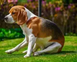 Beagle siedzi na trawie, jakby zaraz miał zjechać na sankach.