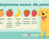 Czy pies może jeść brzoskwinie bez pestek? Tak, jak i jabłka, banany, truskawki i maliny. Wesoły piesek cieszy się bezpiecznymi owocami.