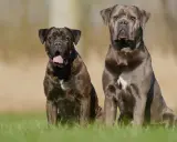 Dwa potężne psy rasy cane corso siedzą na trawie, jeden w pręgowanym umaszczeniu, drugi w odcieniu szarości.
