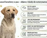 Labrador z objawami kaszlu kenelowego u psa: suchy kaszel, kichanie, gorączka. Informacje o chorobie i profilaktyce.