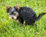 Mały, czarny piesek Yorkshire Terrier w trawie robi czarną kupę.