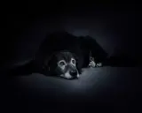 Smutny pies, którego czeka uśpienie, leży na ciemnym tle. Jego oczy patrzą w dal, pełne melancholii.
