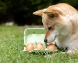 Shiba Inu z zaciekawieniem wpatruje się w wytłaczankę z jajkami na trawie. Czy pies może jeść jajko? To pytanie nurtuje wielu właścicieli czworonogów.
