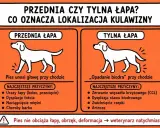 Ilustracja pokazuje nagły problem z chodzeniem u psa. Przednia łapa: pies unosi głowę. Tylna łapa: "opadanie biodra".