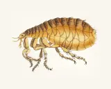 Ilustracja pchły. Czy pchły z psa mogą przejść na człowieka? Tak, pchły psie mogą przenosić się na ludzi, szukając pożywienia.