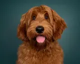 Urocza mieszanka pudla z labradorem o rudym futrze, z językiem na wierzchu, patrzy w obiektyw na tle ciemnozielonej ściany.