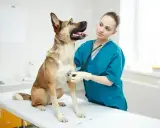 Weterynarz bada psa, który może mieć refluks. Objawy refluksu u psa są niepokojące, ale wizyta u lekarza pomoże.