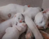 Śpiąca mama kotka z kilkoma maleńkimi, białymi kociętami. Widać, ile koty są w ciąży, gdy troskliwie otula swoje potomstwo.