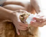 Delikatne czyszczenie pyszczka rudego kota. Czy koty wyczuwają choroby? Ten kot wydaje się być w dobrym zdrowiu, choć wymaga troski.