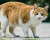 Pomarańczowo-biały kot, który wygląda, jakby potrzebował rady, jak odchudzić kota.