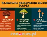 Czy pies może jeść grzyby? Grafika pokazuje trujące grzyby: piestrzenicę, muchomora zielonawego i łysiczkę lancetowatą, które są śmiertelnie niebezpieczne dla psów.