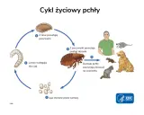 Cykl życiowy pchły: jaja, larwy, poczwarki, dorosłe pchły żerujące na ludziach i zwierzętach. Tak skąd się biorą pchły.