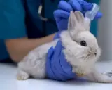 Weterynarz w niebieskich rękawiczkach podaje krople króliczkowi, który ma świerzb.