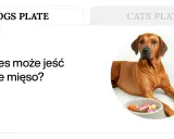 Pies rasy Rhodesian Ridgeback leży obok miski z surowym mięsem, warzywami i jajkiem. Czy pies może jeść surowe mięso?