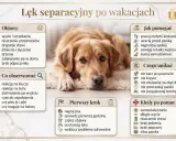 Lęk separacyjny u psa po wakacjach: objawy, jak pomagać, czego unikać i kiedy szukać pomocy. Zdjęcie przedstawia psa leżącego na dywanie.